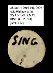 Anthribidae sp. "AYC 112"•All Rights ReservedMuseum Label