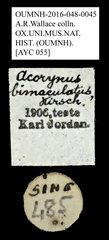 Acorynus bimaculatus•All Rights ReservedMuseum Label