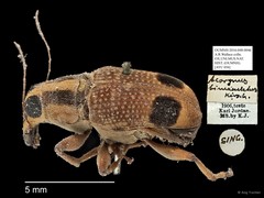 Acorynus bimaculatus•&copy; Ang Yuchen•All Rights Reserved
