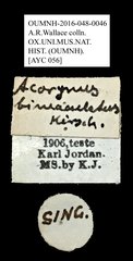 Acorynus bimaculatus•All Rights ReservedMuseum Label