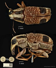 Acorynus bimaculatus•&copy; Ang Yuchen•CC BY 4.0