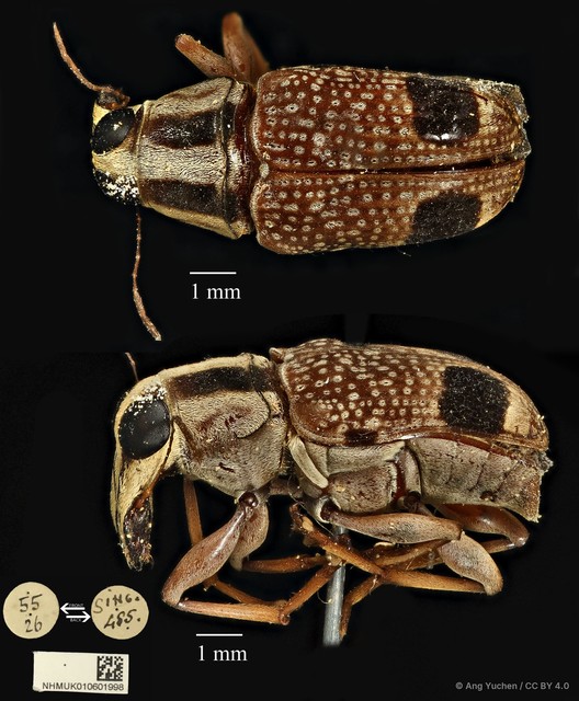 Acorynus bimaculatus•&copy; Ang Yuchen•CC BY 4.0
