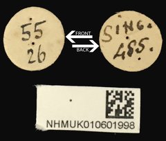 Acorynus bimaculatus•All Rights ReservedMuseum Label