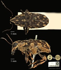 Acorynus caenonus•&copy; Ang Yuchen•CC BY 4.0