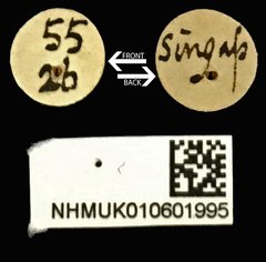 Acorynus caenonus•All Rights ReservedMuseum Label