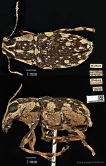 Acorynus caenonus•&copy; Ang Yuchen•CC BY 4.0