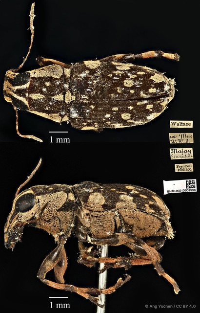 Acorynus caenonus•&copy; Ang Yuchen•CC BY 4.0