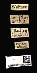 Acorynus caenonus•All Rights ReservedMuseum Label
