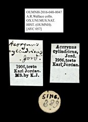 Acorynus cylindricus•All Rights ReservedMuseum Label