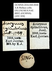 Acorynus cylindricus•All Rights ReservedMuseum Label