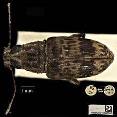 Acorynus cylindricus•&copy; Ang Yuchen•CC BY 4.0