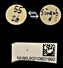Acorynus cylindricus•All Rights ReservedMuseum Label