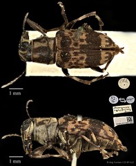 Acorynus cylindricus•&copy; Ang Yuchen•CC BY 4.0