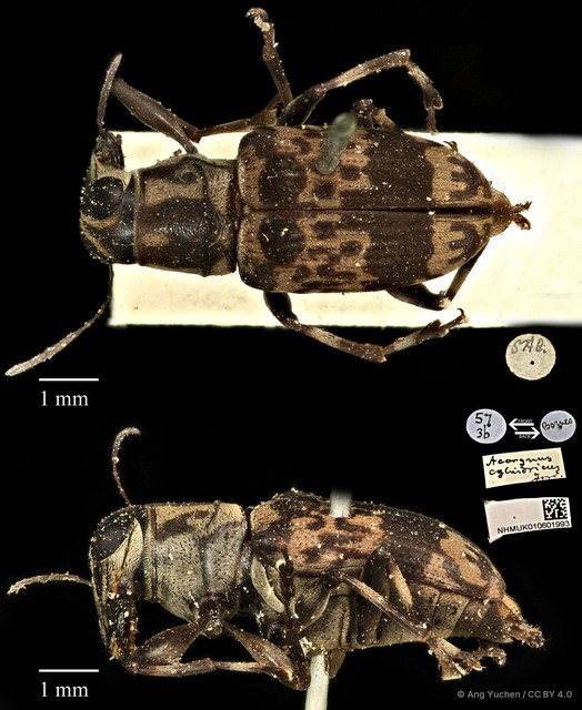 Acorynus cylindricus•&copy; Ang Yuchen•CC BY 4.0