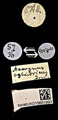 Acorynus cylindricus•All Rights ReservedMuseum Label