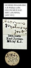 Acorynus disclusus•All Rights ReservedMuseum Label