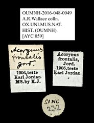 Acorynus frontalis•All Rights ReservedMuseum Label