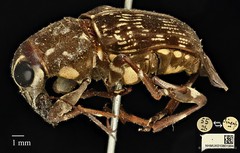Acorynus frontalis•&copy; Ang Yuchen•CC BY 4.0