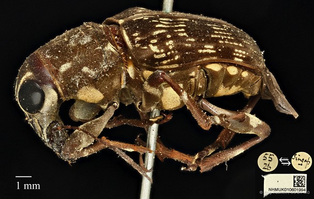 Acorynus frontalis•&copy; Ang Yuchen•CC BY 4.0