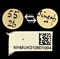 Acorynus frontalis•All Rights ReservedMuseum Label