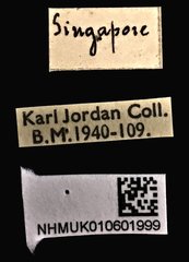 Acorynus parvulus•All Rights ReservedMuseum Label