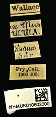 Acorynus parvulus•All Rights ReservedMuseum Label