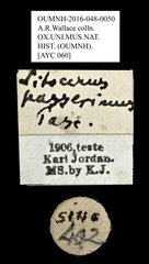 Acorynus passerinus•All Rights ReservedMuseum Label