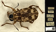 Acorynus passerinus•&copy; Ang Yuchen•All Rights Reserved
