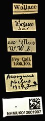 Acorynus passerinus•All Rights ReservedMuseum Label