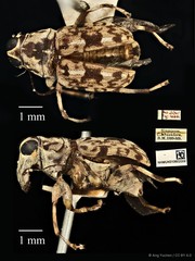 Acorynus phebus•&copy; Ang Yuchen•CC BY 4.0