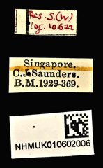 Acorynus phebus•All Rights ReservedMuseum Label