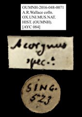 Acorynus phebus•All Rights ReservedMuseum Label