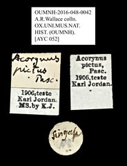 Acorynus pictus•All Rights ReservedMuseum Label