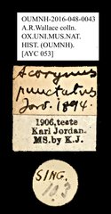 Acorynus punctatus•All Rights ReservedMuseum Label