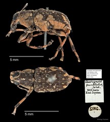Acorynus punctatus•&copy; Ang Yuchen•All Rights Reserved
