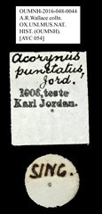 Acorynus punctatus•All Rights ReservedMuseum Label