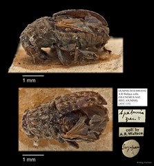 Apatenia sp. "AYC 115"•&copy; Ang Yuchen•All Rights Reserved