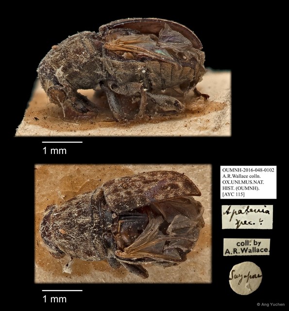 Apatenia sp. "AYC 115"•&copy; Ang Yuchen•All Rights Reserved