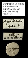Apatenia sp. "AYC 115"•All Rights ReservedMuseum Label
