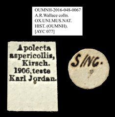 Apolecta aspericollis•All Rights ReservedMuseum Label