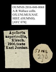 Apolecta aspericollis•All Rights ReservedMuseum Label