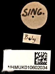 Apolecta aspericollis•All Rights ReservedMuseum Label