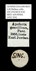 Apolecta transversa•All Rights ReservedMuseum Label