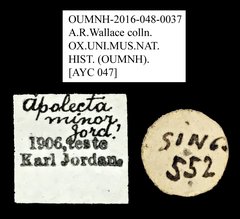 Apolectella minor•All Rights ReservedMuseum Label