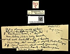 Araecerus areolatus•All Rights ReservedMuseum Label