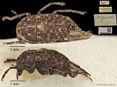 Araecerus corporaali•&copy; Ang Yuchen•CC BY 4.0
