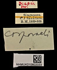 Araecerus corporaali•All Rights ReservedMuseum Label