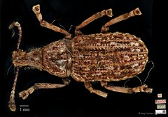 Asemorhinus sportella•&copy; Ang Yuchen•CC BY 4.0