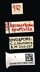Asemorhinus sportella•All Rights ReservedMuseum Label