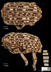 Asemorhinus sportella•&copy; Ang Yuchen•CC BY 4.0